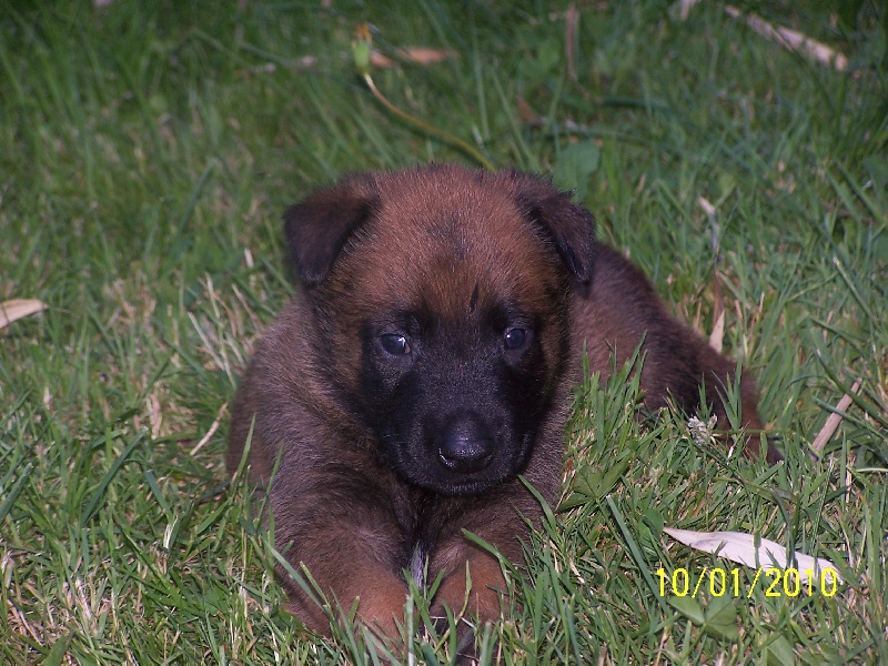 bb Arwen