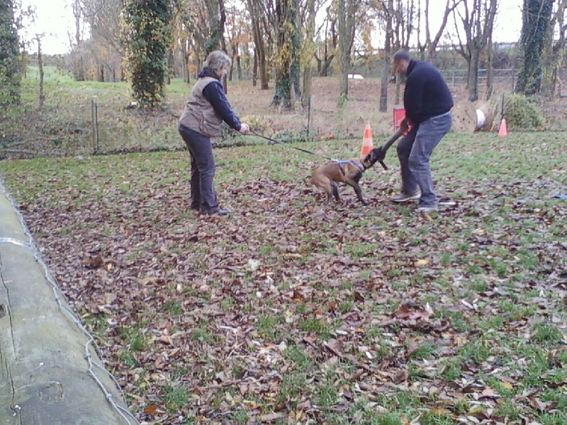 chiots au travail