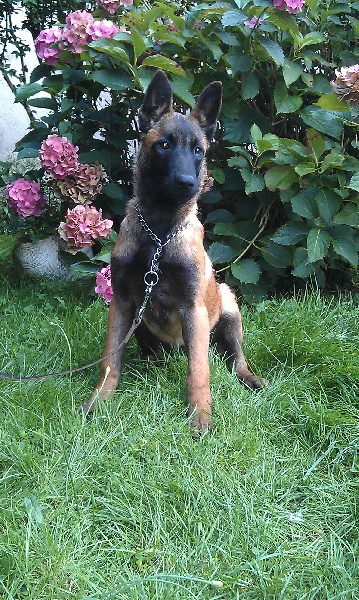 bb djeddaï