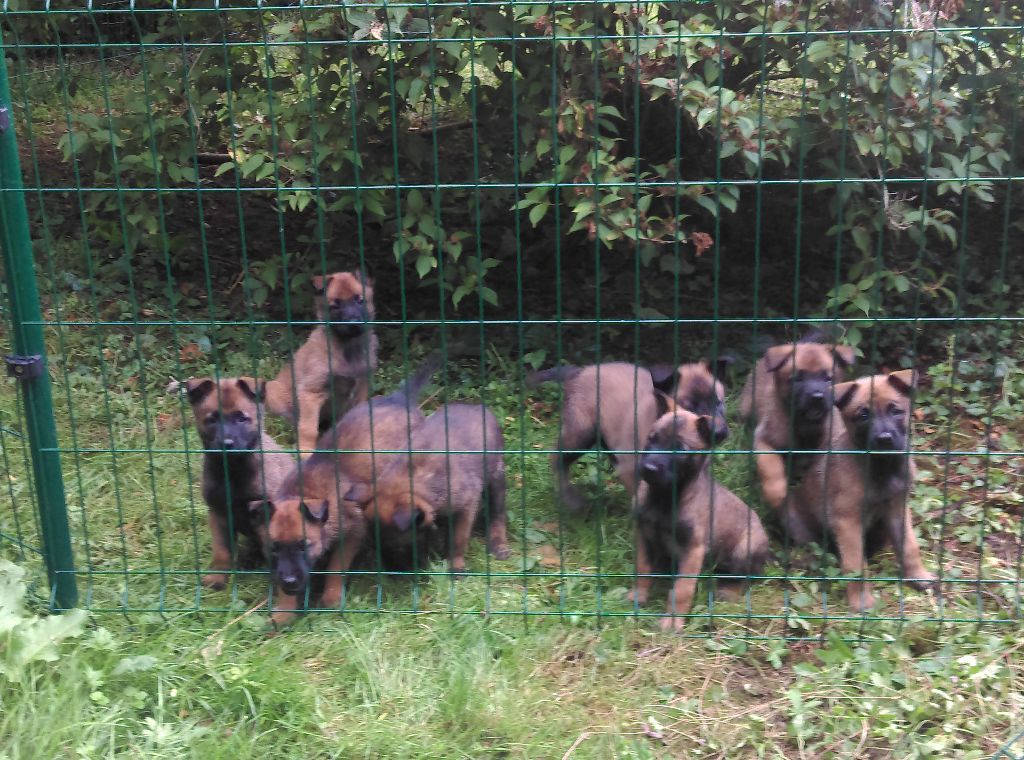 Chiot Berger Belge De La Meute D'arcane